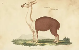 G. Kearsley: Guanaco, Lama glama subsp. guanicoe