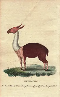 Gesner: Guanaco, a species of camel native to the New