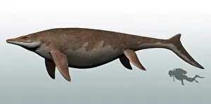 Ichthyosaur: Guanlingsaurus to scale with a scuba diver for reference