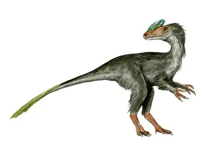Tyrannosauroid: Guanlong dinosaur