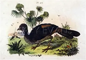 Predominately: GUANS (PENELOPE) BIRD