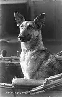 Loyal: On Guard