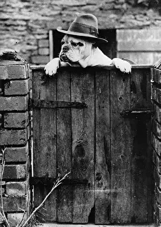 Prizewinning: Guard Dog