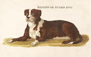 Mastiff: GUARD DOG, LYING DOG