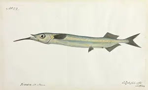 Aborigine: Guardfish illustration