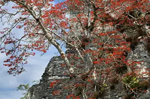 Guatemalan: Guatemala. Tikal. Maya Art
