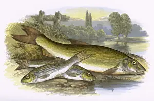 Gobio: Gudgeon and Barbel