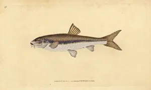 Gobio: Gudgeon, Gobio gobio