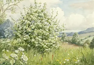 Guelder: Guelder Rose in a landscape