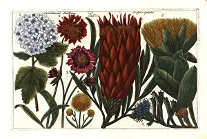 Scabiosa: Guelder rose, scabious and thistle protea