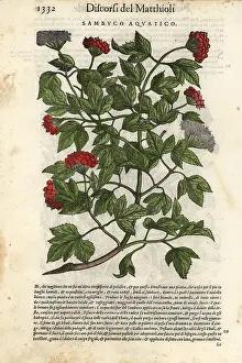 Mattioli: Guelder-rose, Viburnum opulus