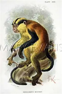 Guenon: GUENON/JCK ILLUSTRATION