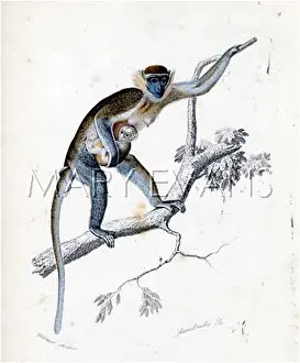 Griseus: GUENON AND YOUNG