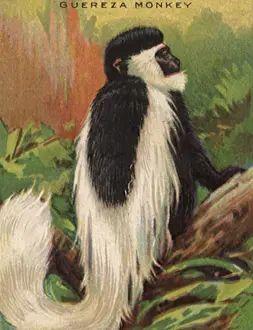 Apes: Guereza Monkey