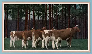 Guernsey: Guernsey Cows