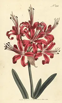William Curtis: Guernsey lily, Nerine sarniensis