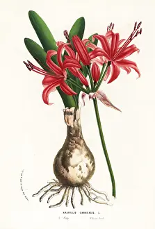 Nerine: Guernsey lily, Nerine sarniensis