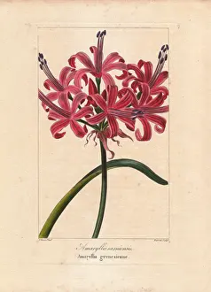 Nerine: Guernsey lily, Nerine sarniensis, native to South Africa