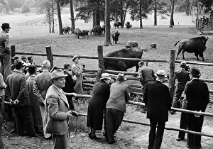 Schorfheide: Guests visit the bison enclosure in the Schorfheide, 1938