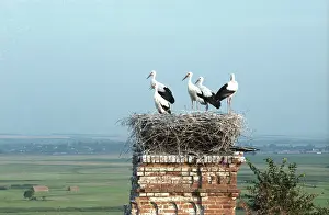 Disused: Guevskoe stork colony in Kursk