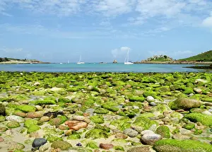 Scillies: Gugh, St. Agnes, Isles of Scilly, Isles of Scilly