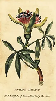 The Naturalists Pocket Magazine: Guiana chestnut, Pachira aquatica
