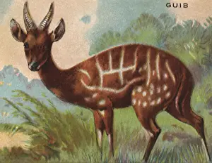 Gazelle: Guib