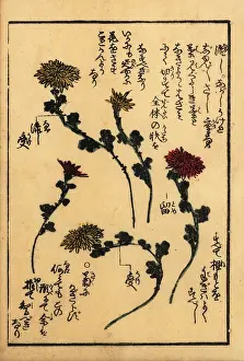 Vocabulary: Guide to preparing flowers for Japanese flower arranging