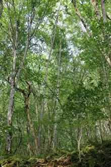 Auberive: Guided walk, Parc National de Forets, Haute-Marne, France