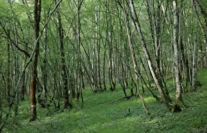 Auberive: Guided walk, Parc National de Forets, Haute-Marne, France