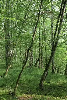 Auberive: Guided walk, Parc National de Forets, Haute-Marne, France