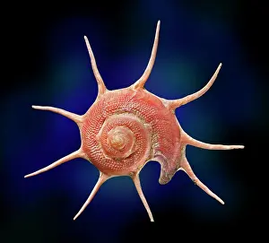 Aspidobranchia: Guildfordia yoka