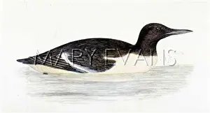 Guillemot: GUILLEMOT (MORRIS)