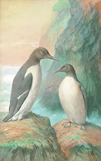 Guillemots: Guillemots