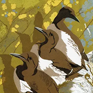 Guillemots: Guillemots