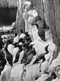 Farne: GUILLEMOTS & KITTIWAKES