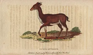 1798 1802: Guinea antelope, grimm or common duiker, Sylvicapra grimmia