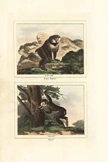 Barrs Buffon: Guinea baboon and endangered Barbary macaque