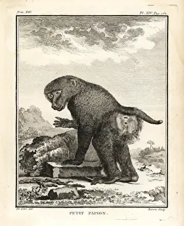 Baboon: Guinea baboon, Papio papio