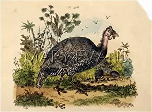 Meleagris: GUINEA FOWL