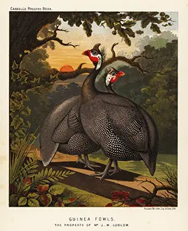 Anser: Guinea fowls