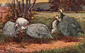Murayama: Guinea Fowls