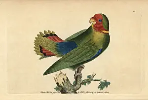 Red Headed: Guinea parrakeet or red-headed lovebird, Agapornis pullarius