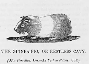Porcellus: GUINEA PIG (BEWICK)