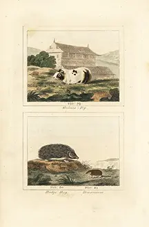 Jacques De Seve: Guinea pig, hedgehog and shrew