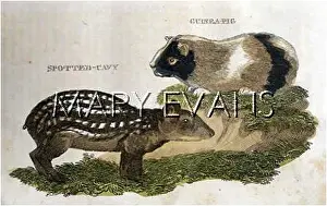 Cavy: GUINEA PIGS/SPOTTED CAVY