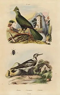 Tauraco: Guinea turaco, Tauraco persa, and Eurasian