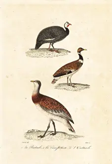 Achille Richard: Guineafowl and bustards