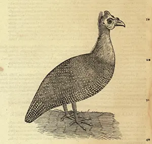 Xylograph: Guineafowl species, Numididae