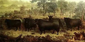 Roam: Guisachan Cattle